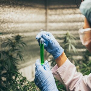 El mercado del Cannabis “medicinal” sigue avanzando y genera expectativas
